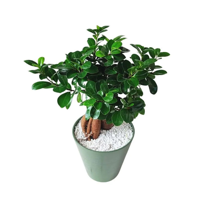 Bonsai Ficus Ginseng in idrocultura con perlite - vaso oliva