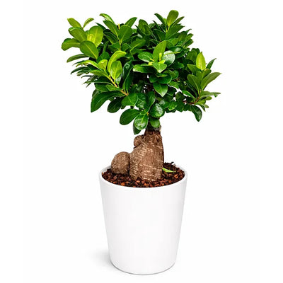 Bonsai Ficus Ginseng Dallas Ceramic Pot Plant Height 40 cm