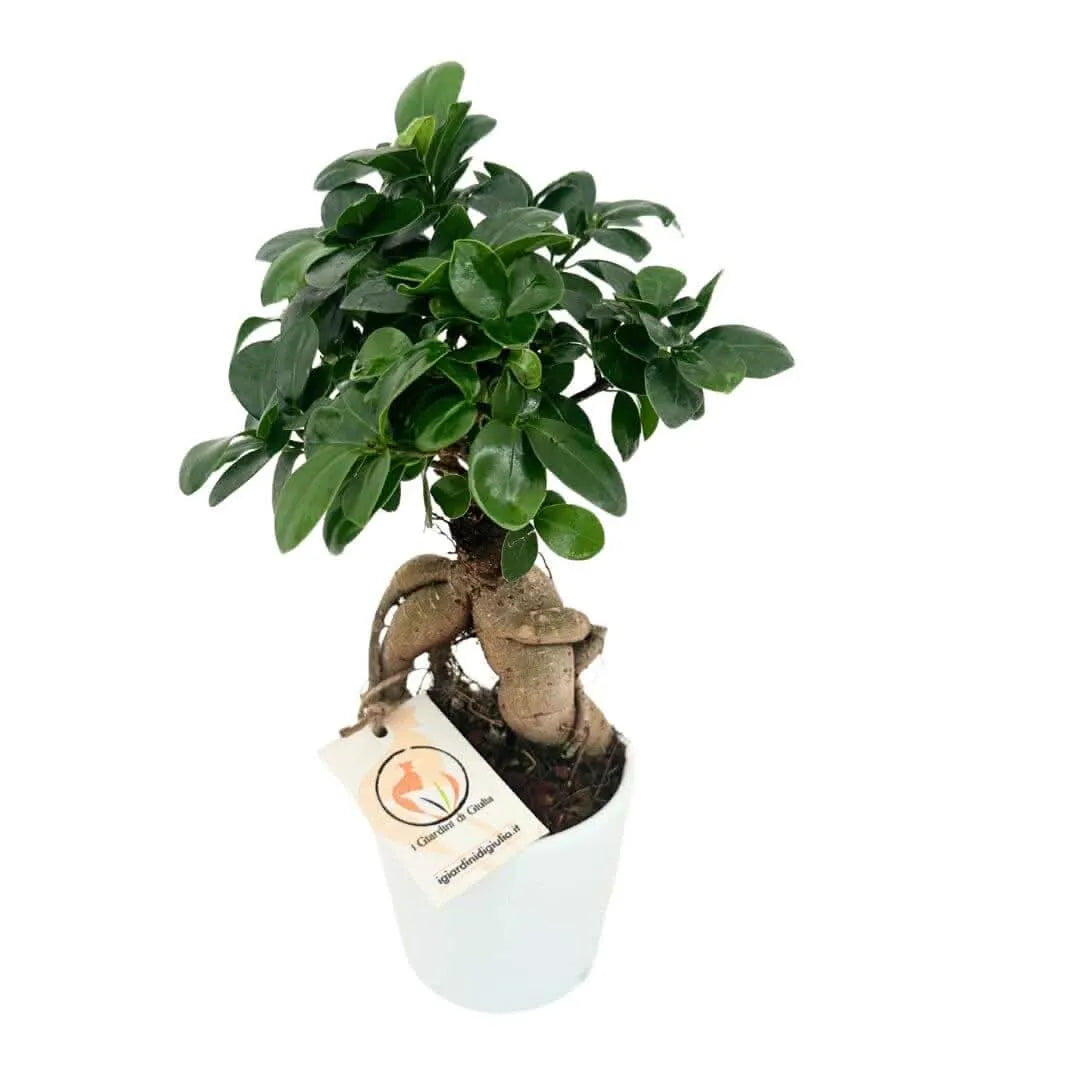 Bonsai Ficus Ginseng vista dall'alto - chioma verde e radici aeree nel vaso Dallas