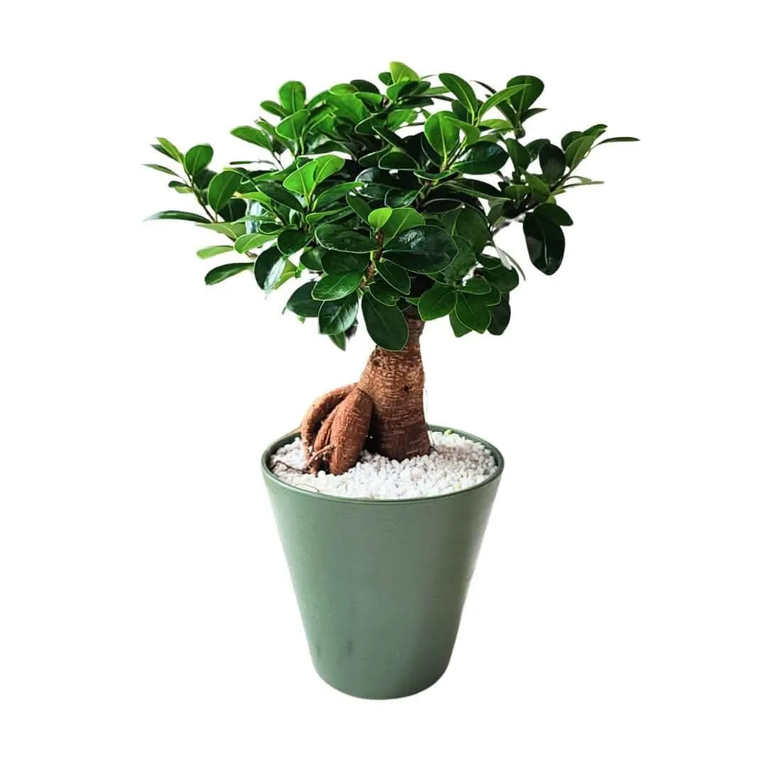 Dettaglio tronco sinuoso e foglie lucide del Bonsai Ficus Ginseng