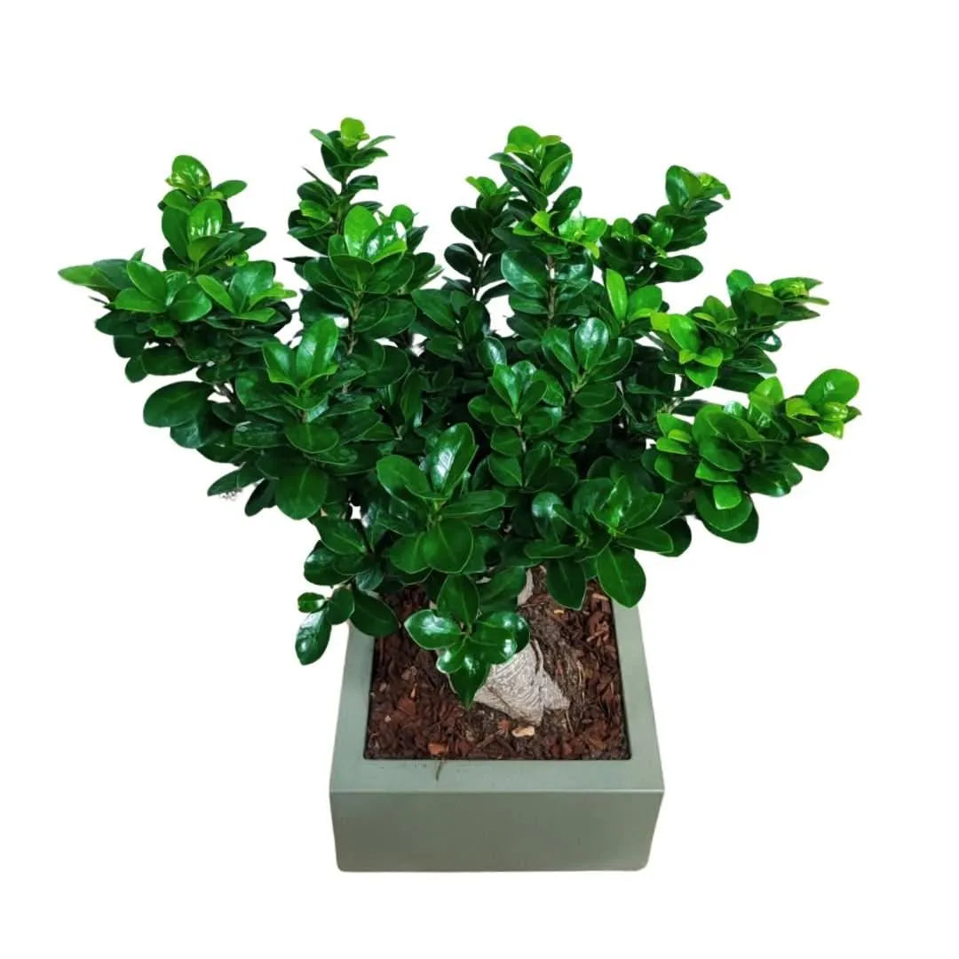 Bonsai Ficus Ginseng in vaso Minos marrone - pianta da interno