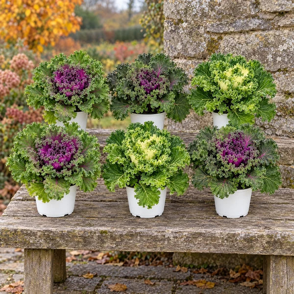 Sei cavoli ornamentali Brassica in colori mix e vaso da 14 cm, disposti su una panca in un giardino autunnale.