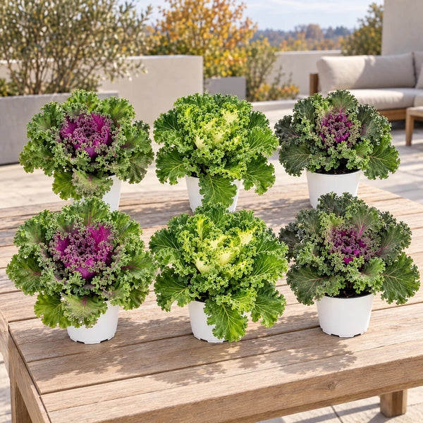 Sei Brassiche ornamentali in colori mix e vaso da 14 cm, disposte su un tavolo in legno in terrazza.