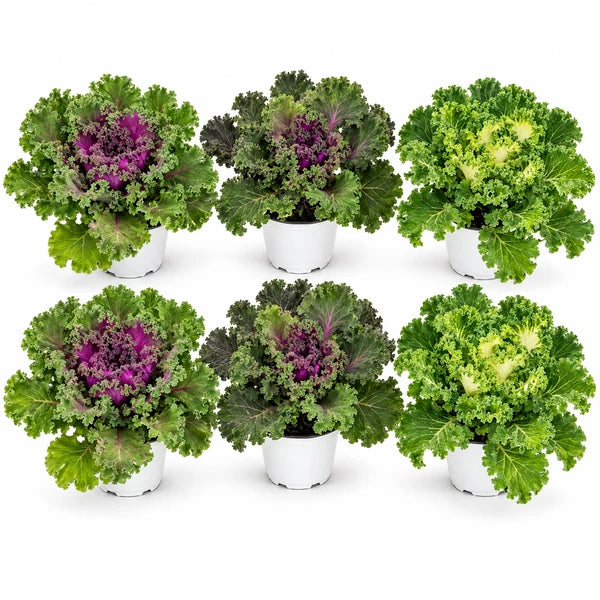 Sei Brassiche ornamentali in colori mix, in vasi bianchi da 14 cm, disposte su due file su sfondo neutro.