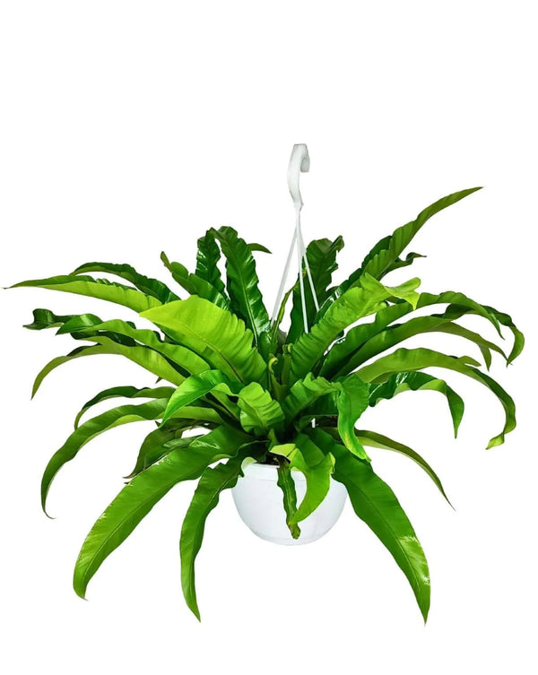 Asplenium Anticum - Altura de la planta 65 cm, maceta cesta