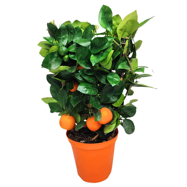 Calamondin