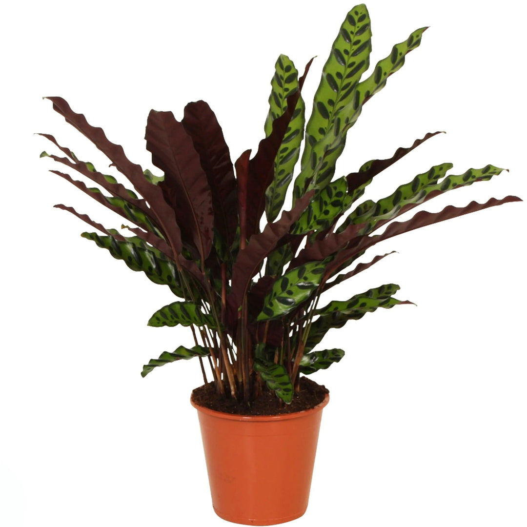 Calathea Lancifolia Insigne - pianta alta con foglie strette e arricciate, in vaso da vivaio marrone