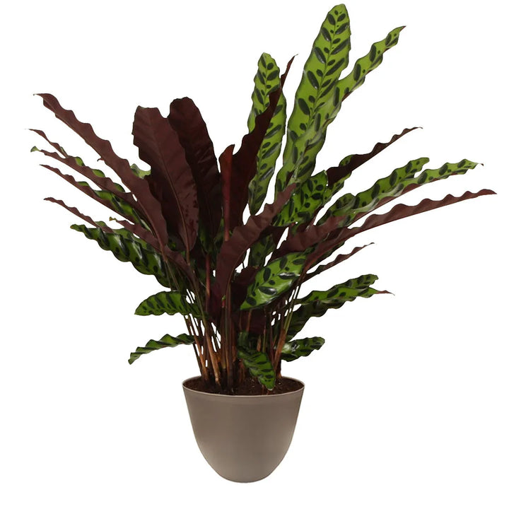 Calathea Lancifolia Insigne - pianta con foglie lunghe screziate e retro porpora, in vaso tortora