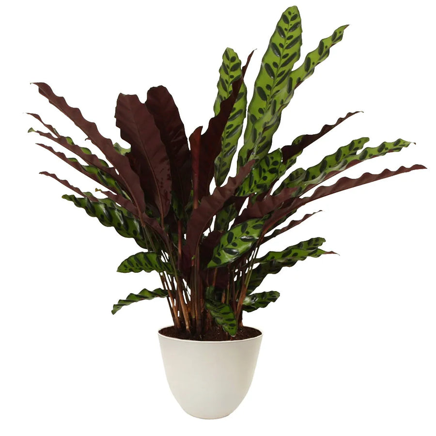 Calathea Lancifolia Insigne - pianta con foglie verdi ondulate e motivi scuri, in vaso avorio elegante