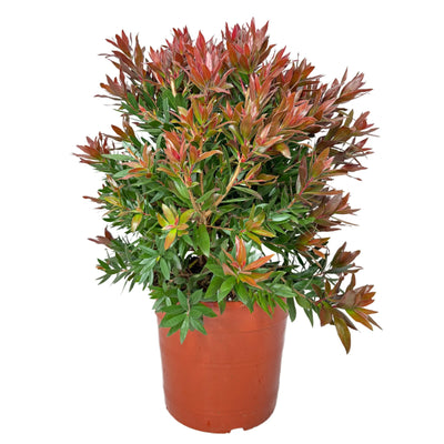 Callistemon Red Rocket