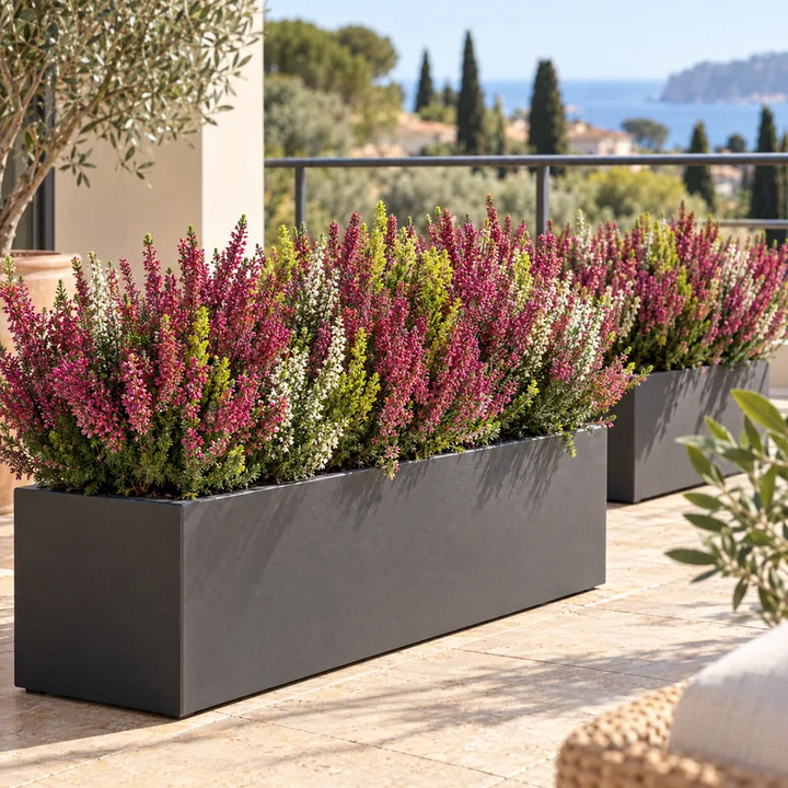 Calluna vulgaris rosa in fioriere su una terrazza, pianta fiorita da esterno per balconi e terrazzi