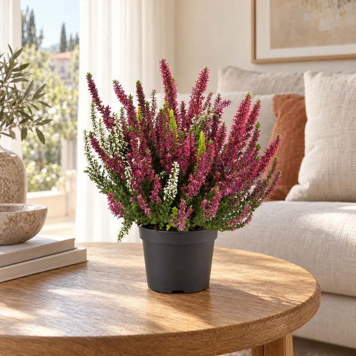 Brugo (Calluna vulgaris) rosa in vaso su un tavolino da soggiorno luminoso