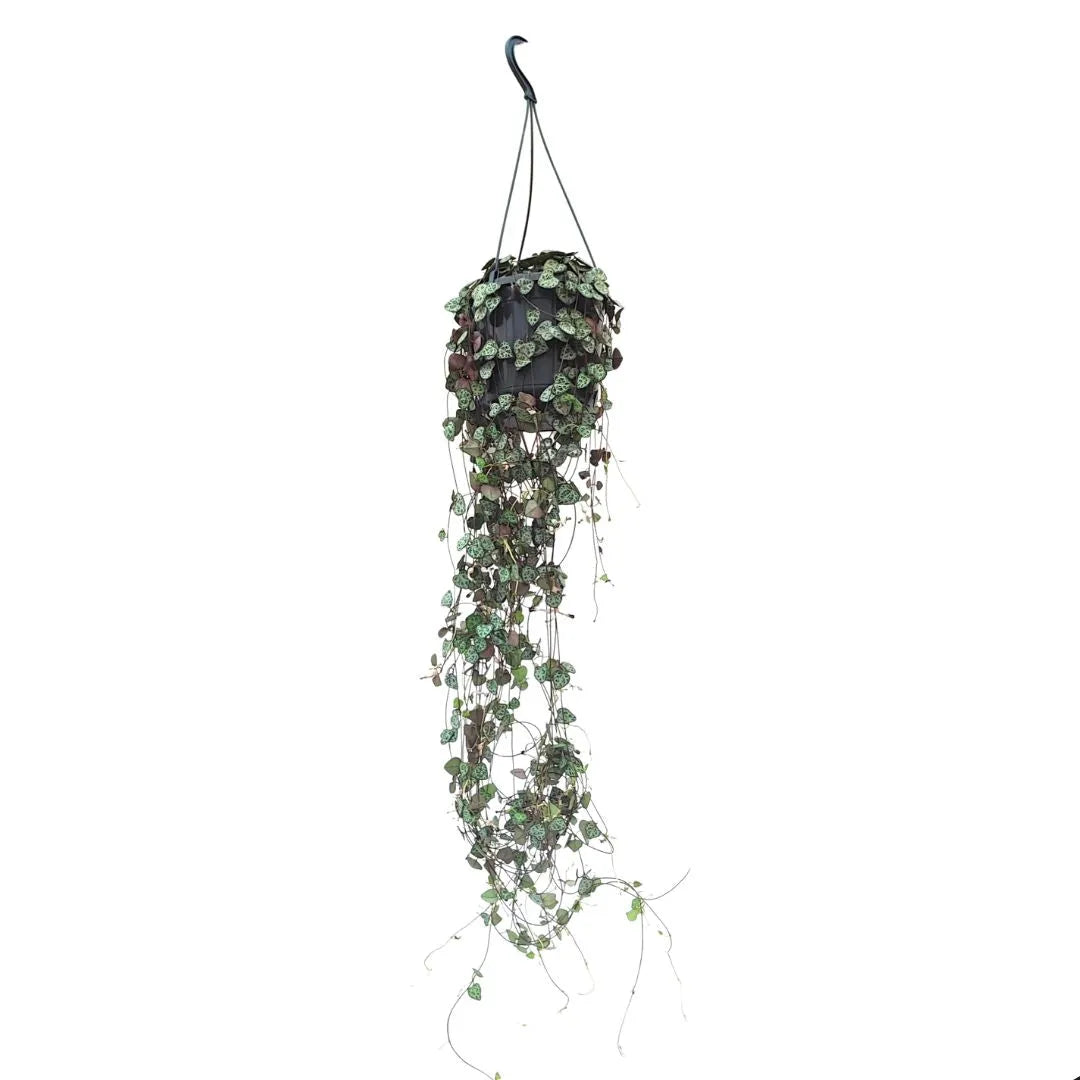 Ceropegia Woodii in basket - Pianta con lunghi tralci pendenti effetto cascata in ambiente domestico