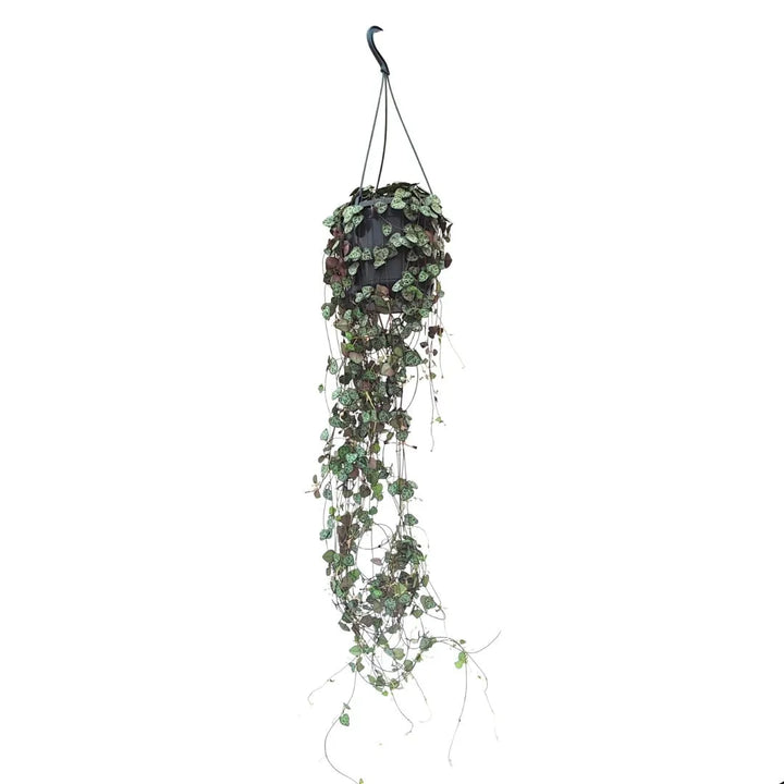 Ceropegia Woodii in basket - Pianta con lunghi tralci pendenti effetto cascata in ambiente domestico
