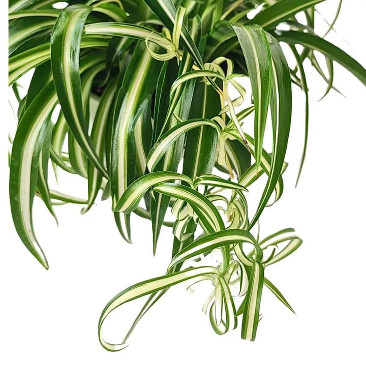 Chlorophytum Bonnie - primo piano delle foglie ricurve e del vaso in ceramica, pianta ragno