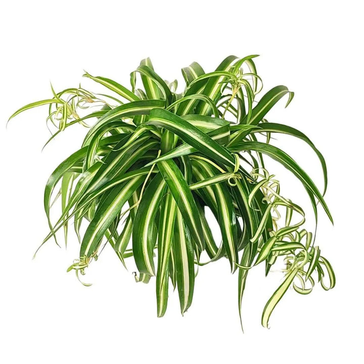 Chlorophytum comosum - dettaglio delle foglie variegate verde e crema del Chlorophytum Bonnie