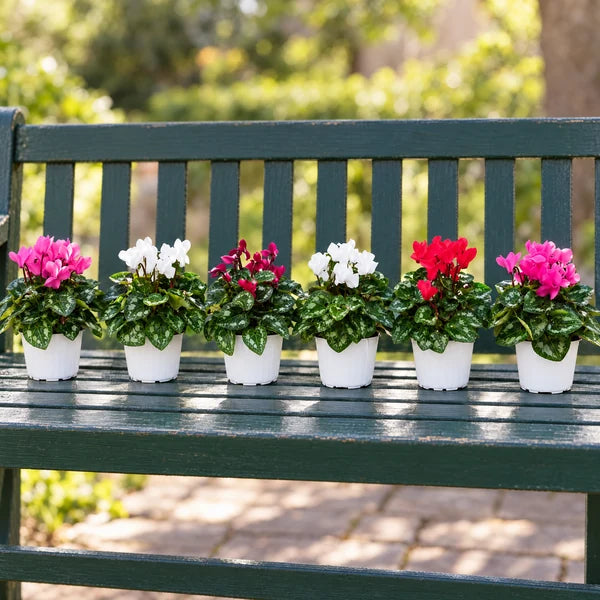 Sei ciclamini mini color mix in vasi bianchi da 12 cm su panca da giardino