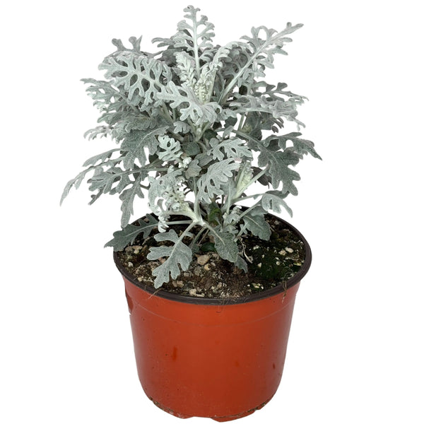 Cineraria Marittima D.18