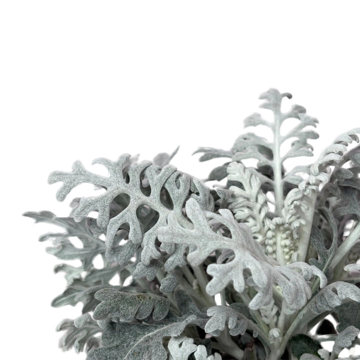 Cineraria Marittima fogliame - dettaglio delle foglie argentate e vellutate, resistente al freddo