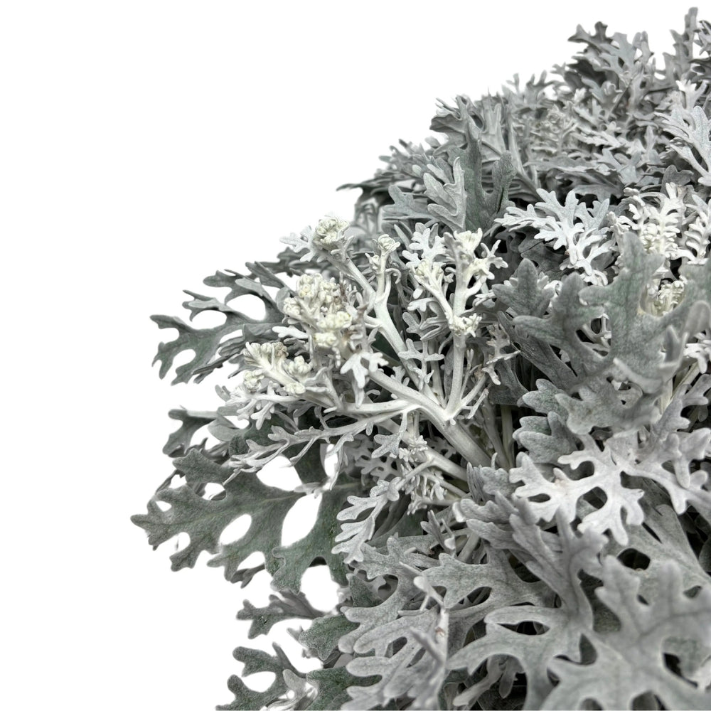 Cineraria Marittima in vaso - Dettaglio delle foglie argentate e vellutate