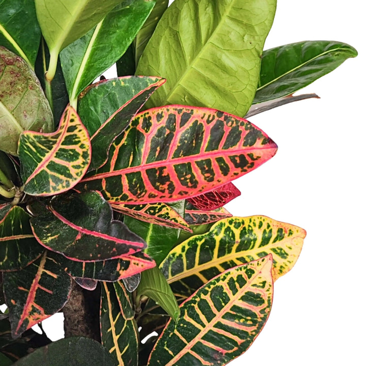 Codiaeum Petra pianta - esemplare di croton in vaso, vista laterale