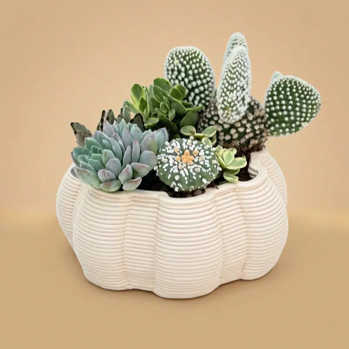 composizione di piante grasse con vaso bianco su sgfondo beige 