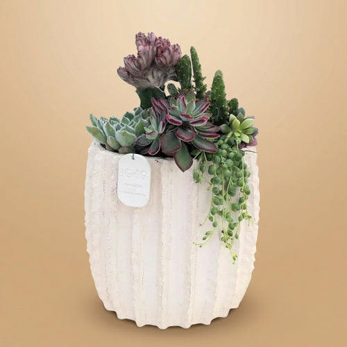 Composizione di piante grasse Dafne alta 35 cm in vaso bianco su sfondo beige