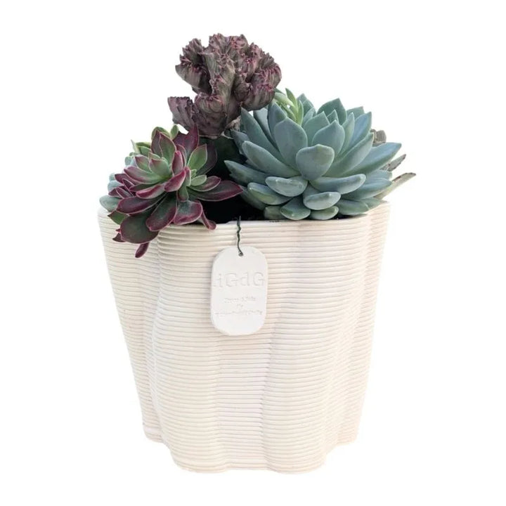 Composizione di piante grasse succulente in vaso decorativo posizionata su scrivania in legno in studio luminoso.