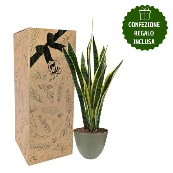 Sansevieria Laurentii H.60 mit Geschenkbox