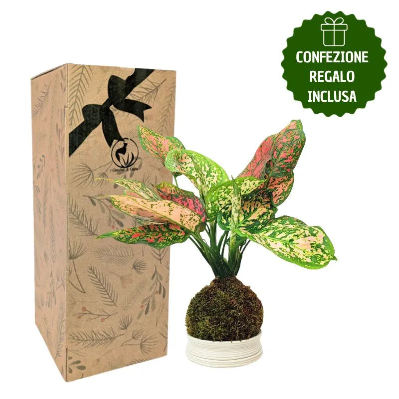 Kokedama Aglaonema Rojo Uniame con caja de regalo