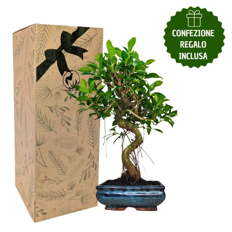 Bonsai Ficus Retusa S-Form mit Geschenkbox