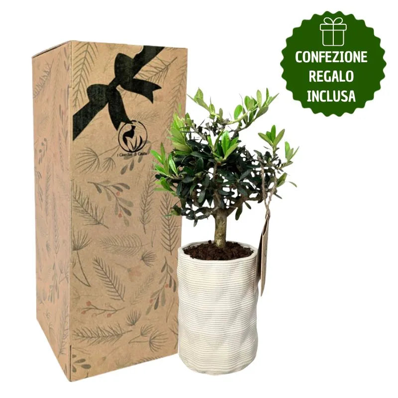 Bonsái de olivo en maceta Andrómeda con caja de regalo