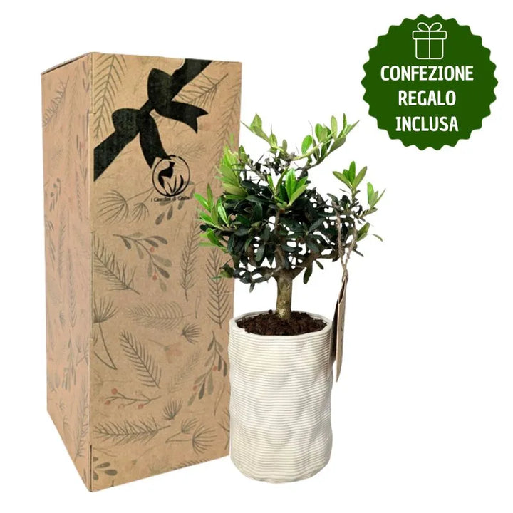 Bonsái de olivo en maceta Andrómeda con caja de regalo