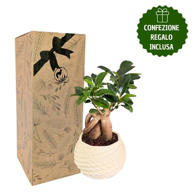 Bonsai ficus ginseng in a cute pot with gift box