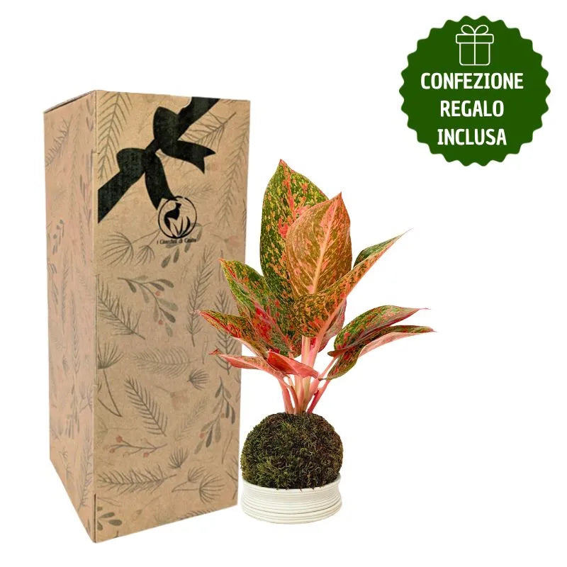 Kokedama Aglaonema Sab Mongkol con caja de regalo