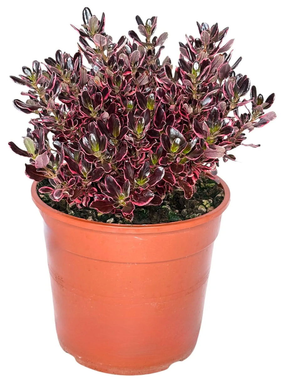 Coprosma Repens Pacific Dawn - pianta ornamentale da esterno con fogliame rosso lucido in vaso
