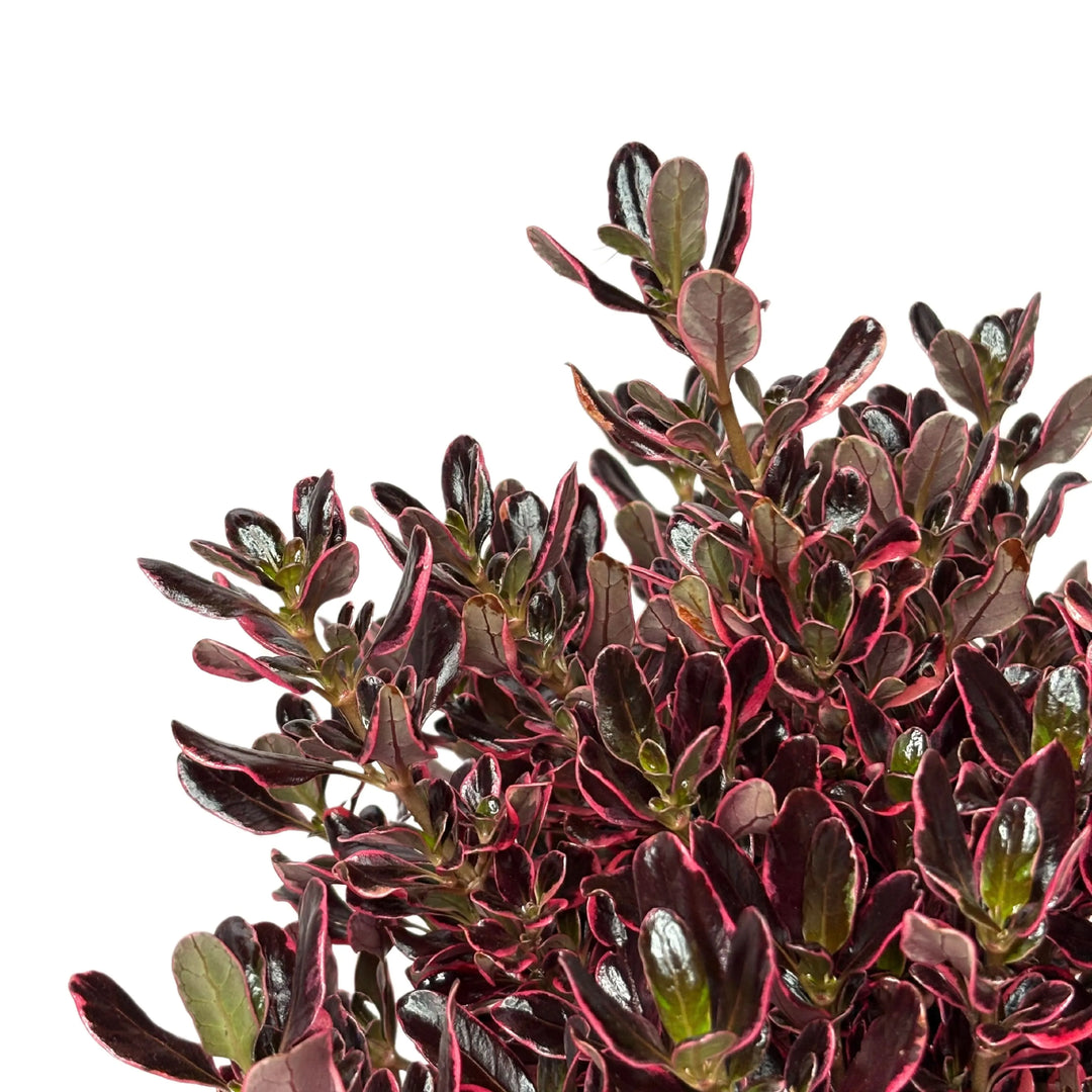 Fogliame Coprosma Repens Pacific Dawn - dettaglio delle foglie rosse e lucide