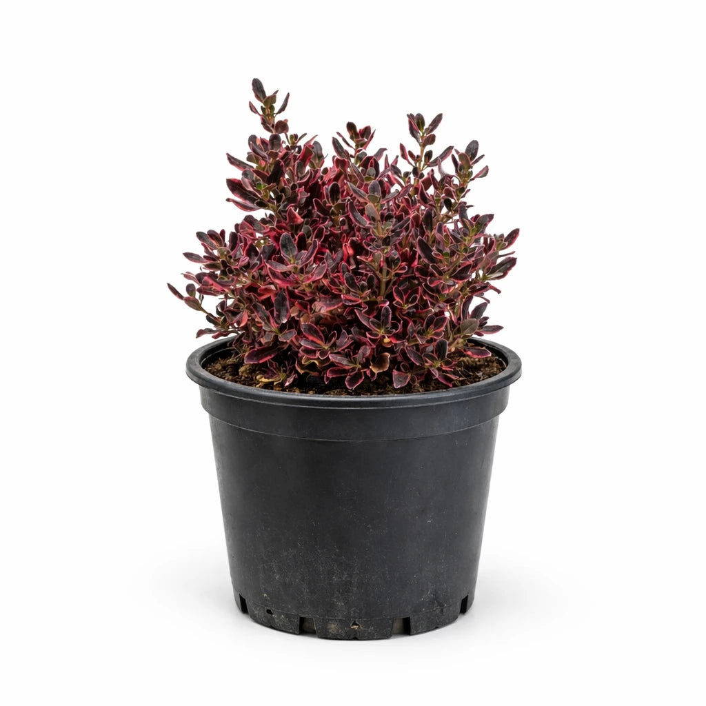 Coprosma Repens Pacific Dawn - pianta ornamentale con foglie variegate verde, rosa e bronzo