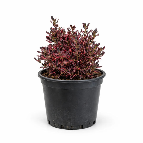 Coprosma Repens Pacific Dawn D.18