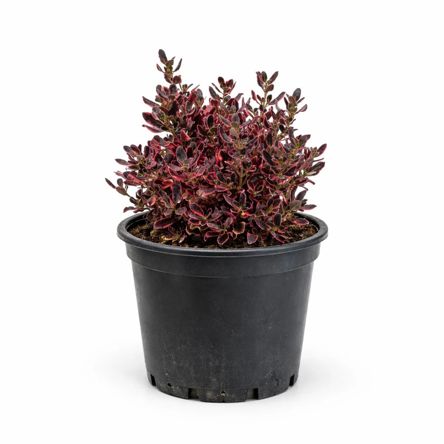 Coprosma Repens Pacific Dawn - pianta ornamentale con foglie variegate verde, rosa e bronzo