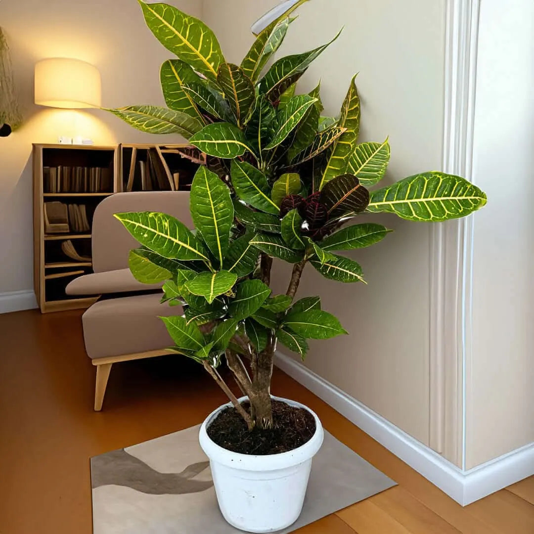 Croton Petra ramificato in vaso bianco - pianta in soggiorno luminoso