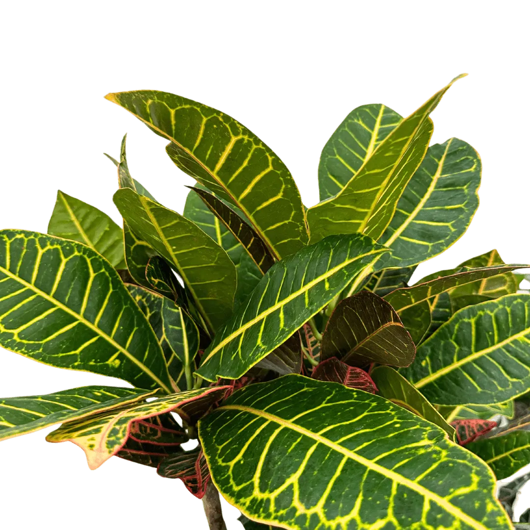 Croton Petra - dettaglio foglie variopinte con sfumature gialle e rosse