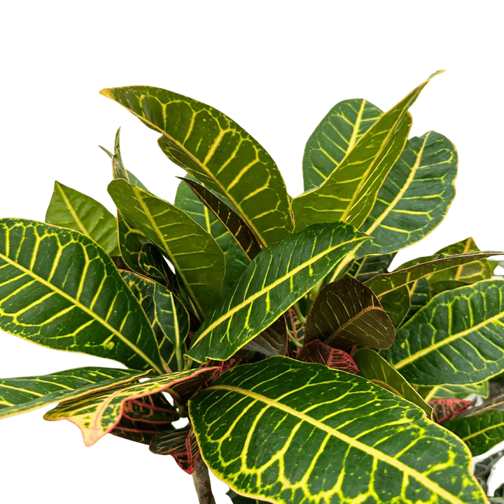 Croton Petra - dettaglio foglie variopinte con sfumature gialle e rosse