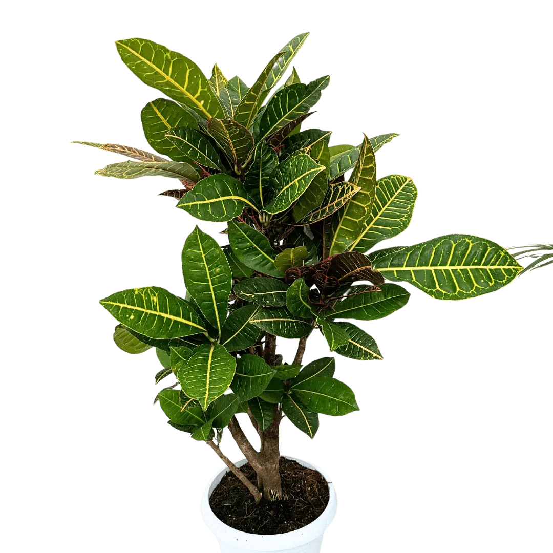 Croton Petra - fogliame fitto e decorativo visto da vicino