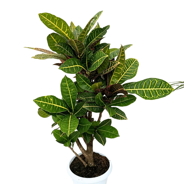 Croton Petra - fogliame fitto e decorativo visto da vicino