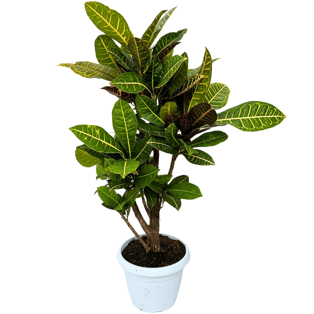 Croton Petra ramificato - pianta da interno con foglie colorate in vaso bianco