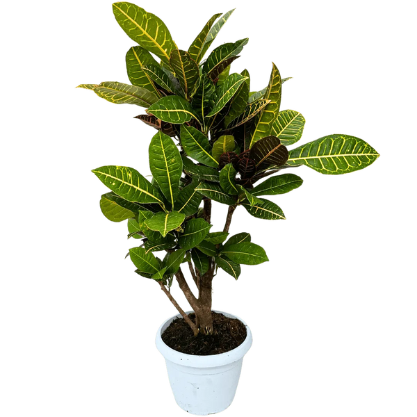 Croton Petra Branché en pot blanc