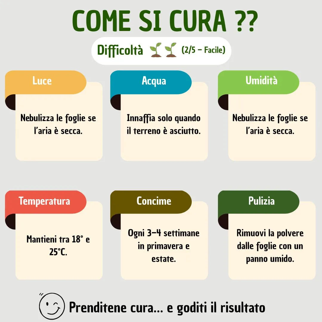 Philodendron White Princess - infografica consigli cura pianta da interno per luce e acqua