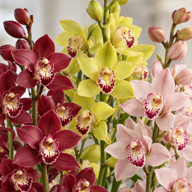 Fiori di orchidea Cymbidium rossi, gialli e rosa visti da vicino