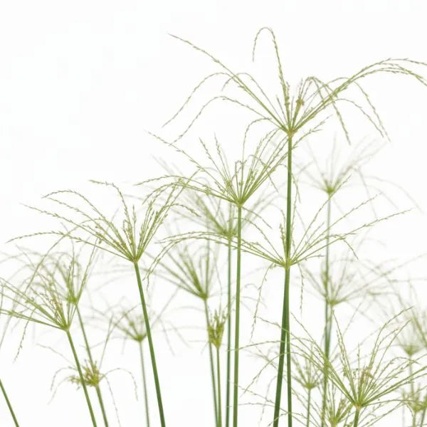 Pianta papiro - dettaglio delle foglie a ombrello del Cyperus alternifolius